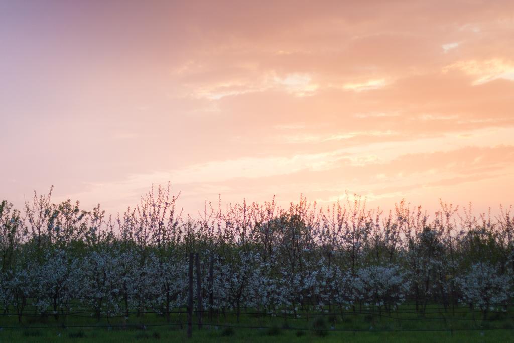 Cascina Delle Mele Bed & Breakfast Vittuone Eksteriør bilde