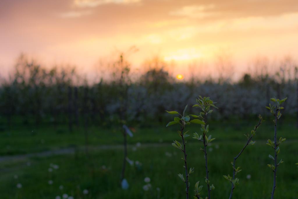 Cascina Delle Mele Bed & Breakfast Vittuone Eksteriør bilde